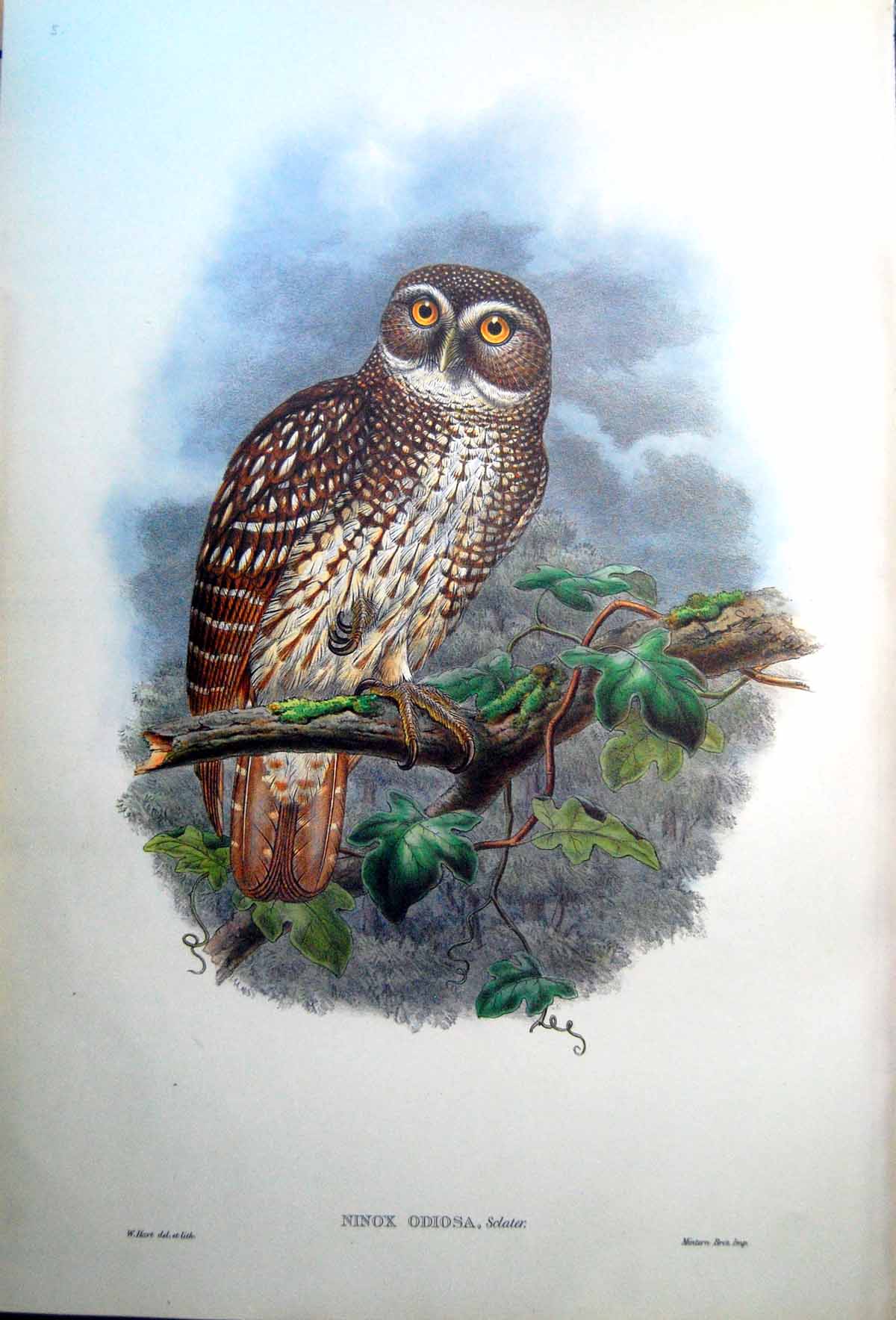 Old Print Fascimile Ninox Odiosa Sclater John Gould New Britain Hawk Owl Rev George Brown