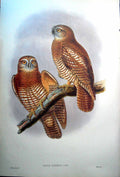 Print Fascimile Bird John Gould Ninox Forbesi Sclater Forbes'S Hawk Owl Tenimber Islands