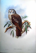 Antique Print Fascimile Salvadori'S Hawk Owl Ninox Dimorpha John Gould Stunning Bird