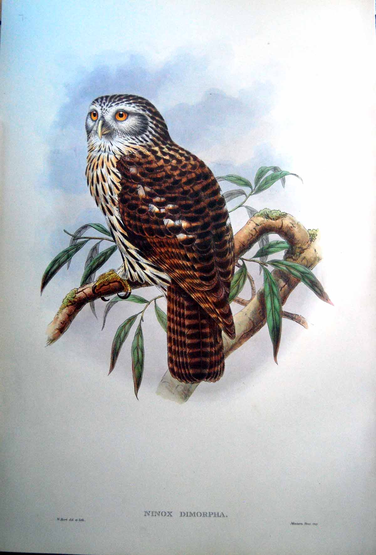 Antique Print Fascimile Salvadori'S Hawk Owl Ninox Dimorpha John Gould Stunning Bird