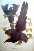 Antique Fascimile Epimachus Ellioti Ward John Gould Elliot'S Promerops Stunning Bird