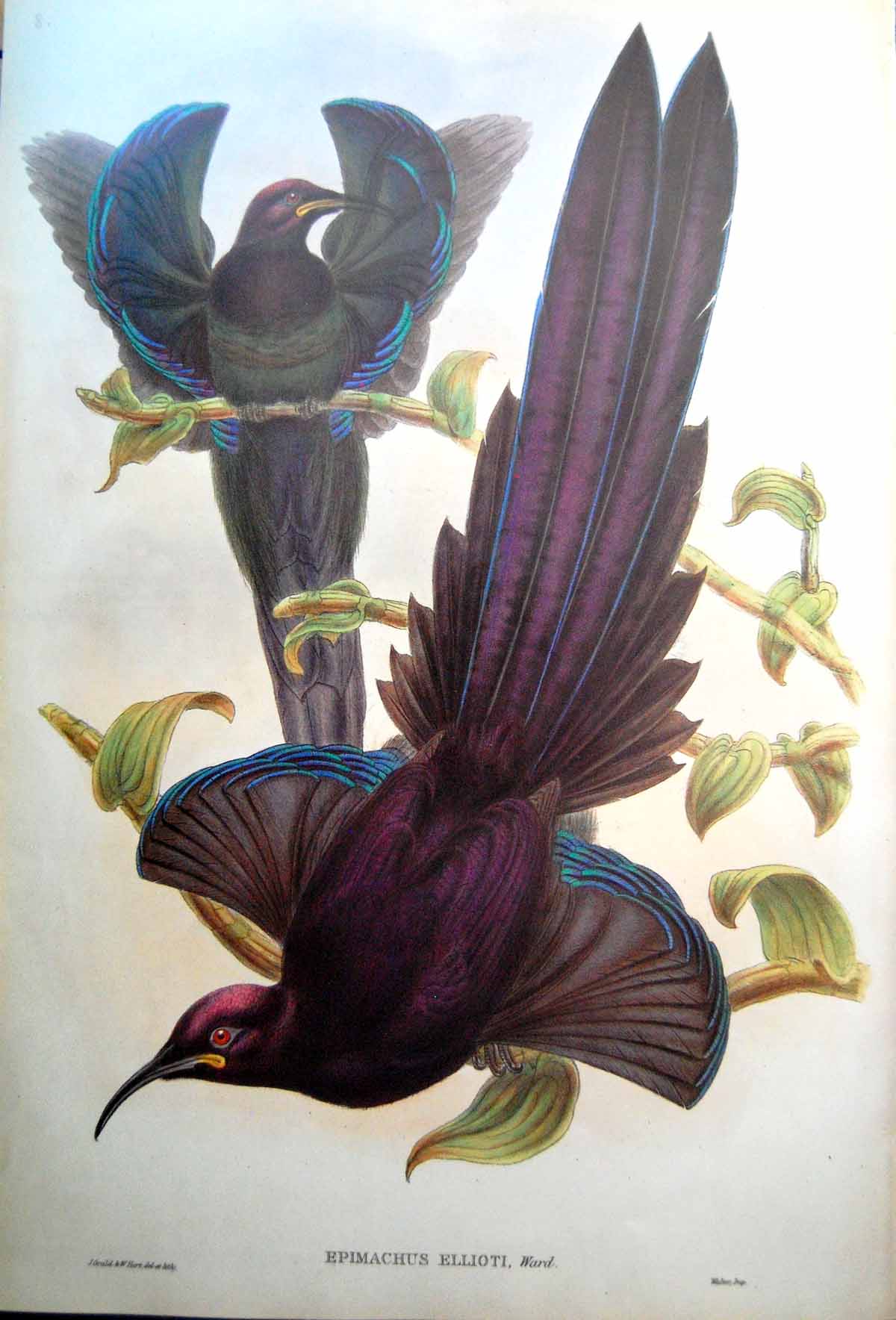 Antique Fascimile Epimachus Ellioti Ward John Gould Elliot'S Promerops Stunning Bird