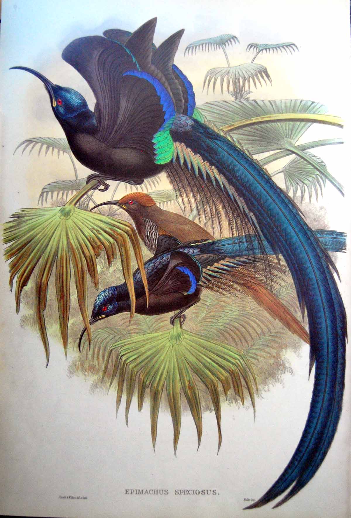 Old Print Fascimile John Gould Epimachus Speciosus Great Promerops Long Tail Stunning Bird