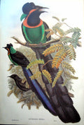 Antique Print Fascimile Astrapia Nigra Gorget Paradise Bird John Gould Stunning Tails