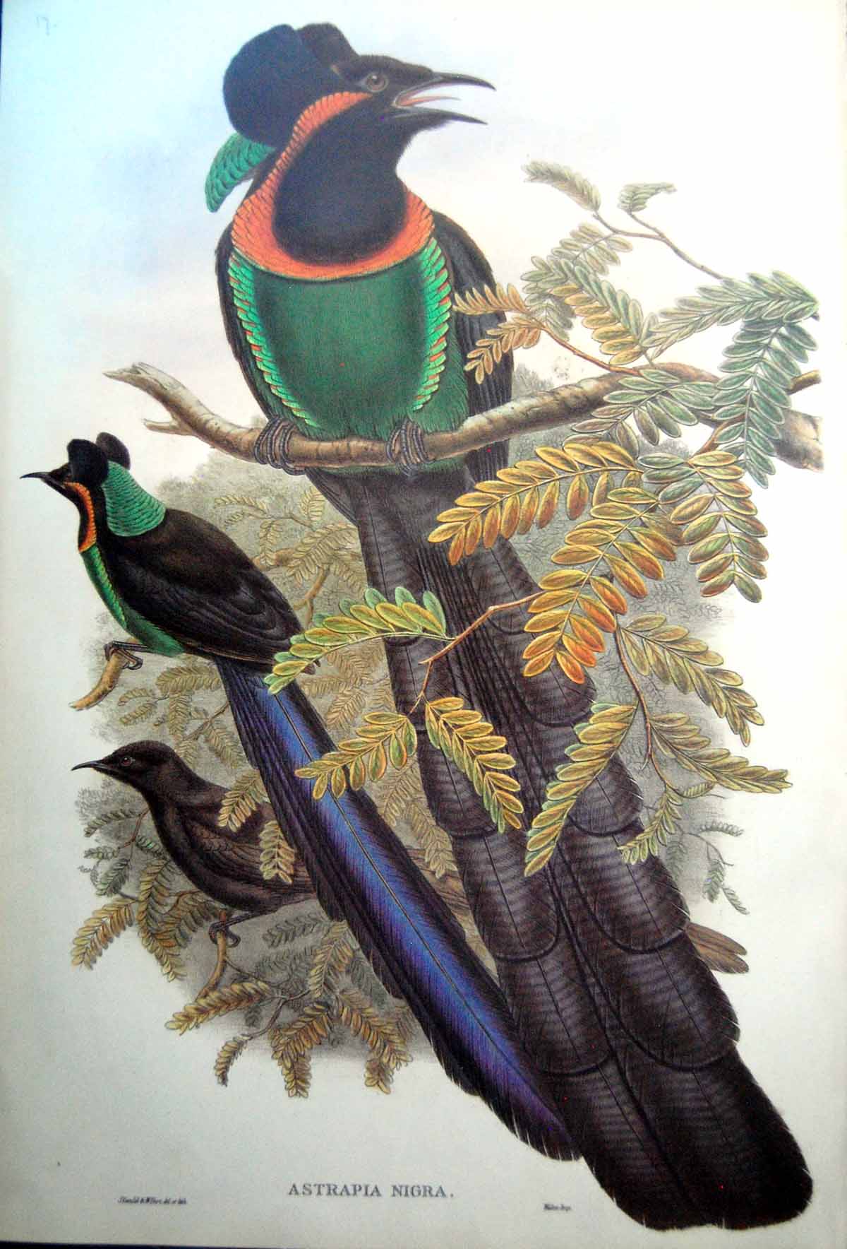 Antique Print Fascimile Astrapia Nigra Gorget Paradise Bird John Gould Stunning Tails