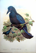 Antique Fascimile John Gould Manucodia Comrii Curl Crested Manucode Bird New Guinea