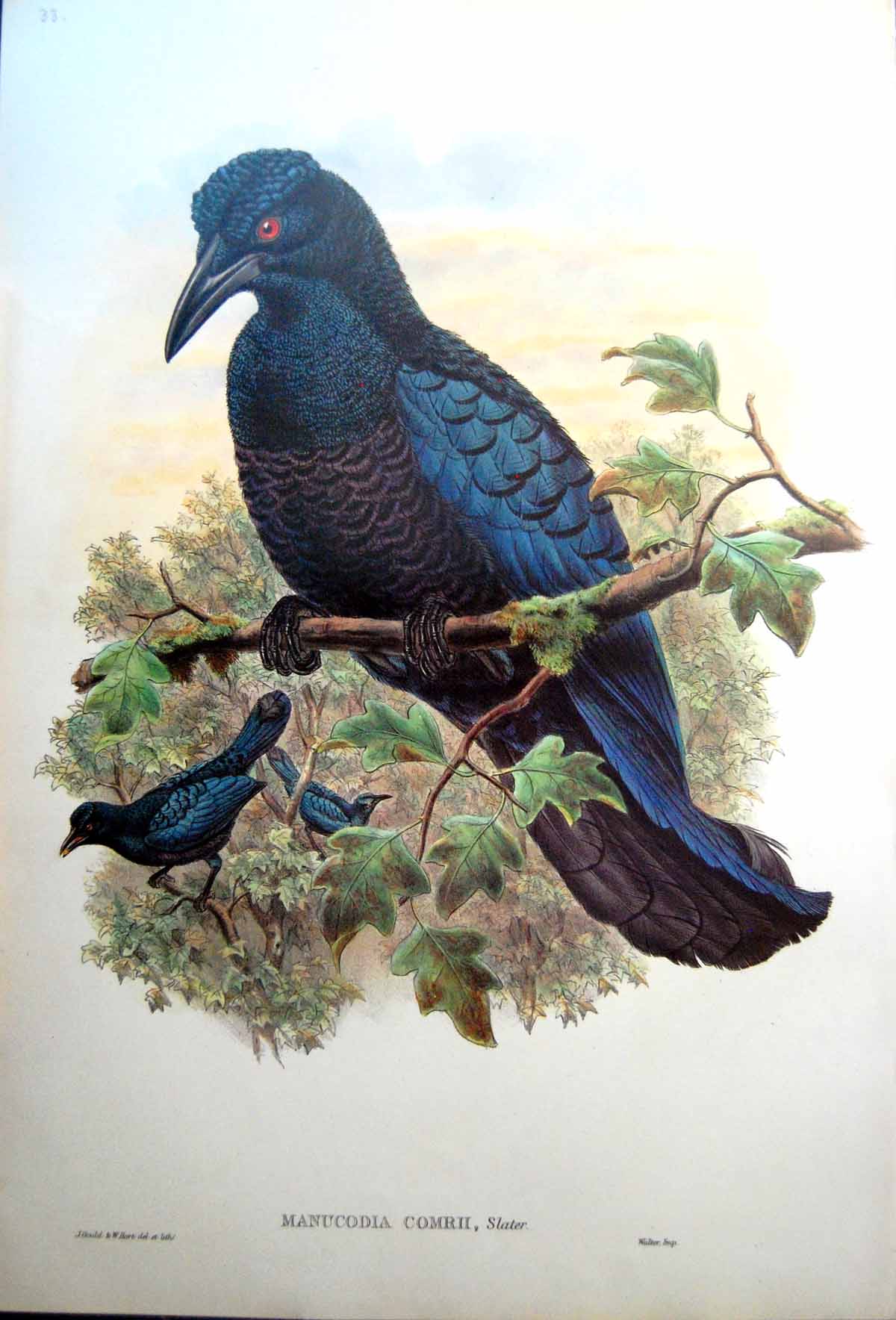 Antique Fascimile John Gould Manucodia Comrii Curl Crested Manucode Bird New Guinea