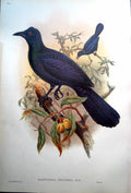 Old Print Fascimile Manucodia Chalybea John Gould Green Manucode Stunning Blues Male Bird