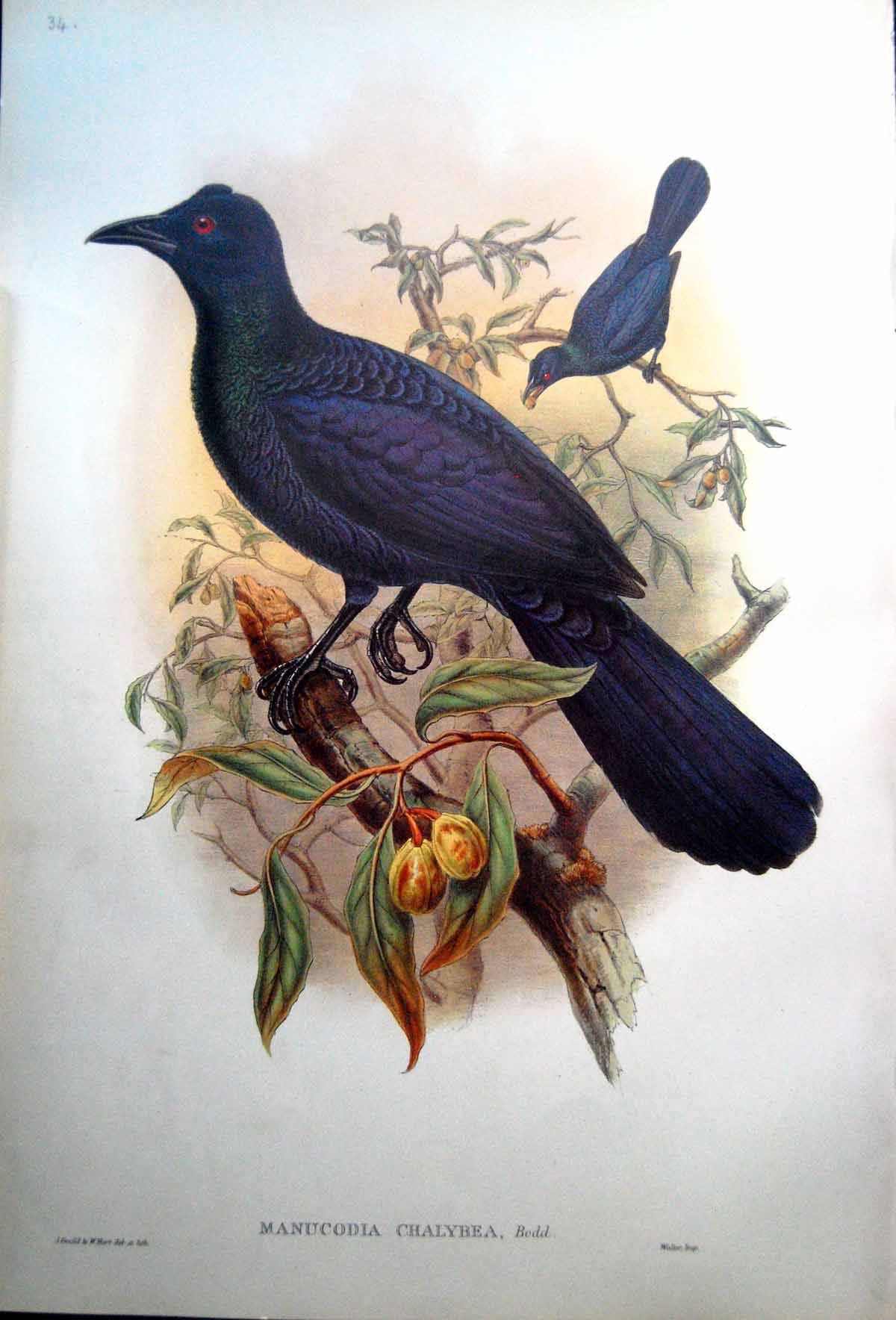 Old Print Fascimile Manucodia Chalybea John Gould Green Manucode Stunning Blues Male Bird