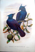 Old Print Fascimile Phonygama Purpureoviolacea Purple And Voilet Manucode John Gould Bird