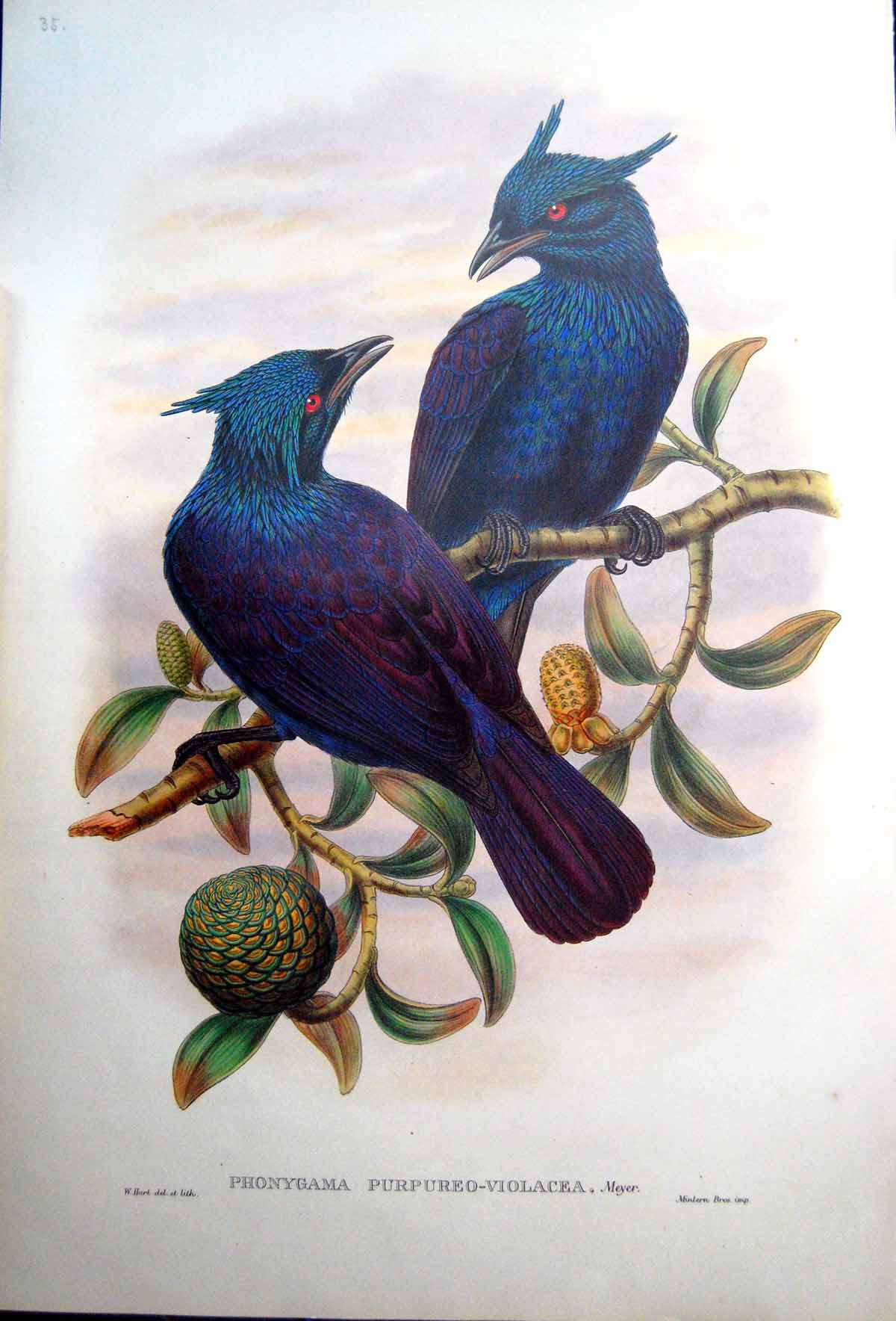 Old Print Fascimile Phonygama Purpureoviolacea Purple And Voilet Manucode John Gould Bird
