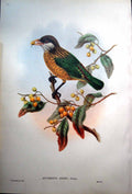 Old Fascimile Stone'S Cat Bird Aeluroedus Stonii John Gould Adult Bright Green