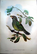 Old Print Fascimile John Gould Ailuroedus Maculosus Queensland Cat Bird Ramsay Arn Islands