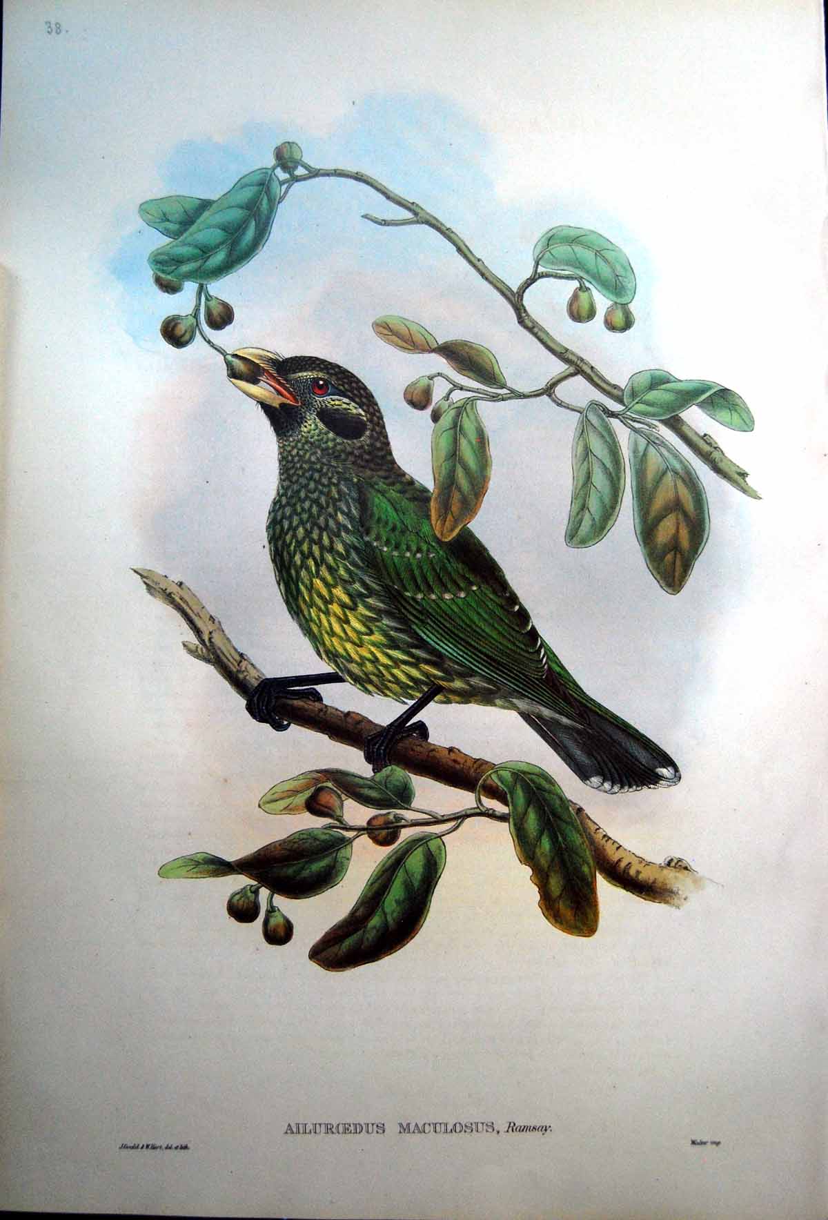 Old Print Fascimile John Gould Ailuroedus Maculosus Queensland Cat Bird Ramsay Arn Islands