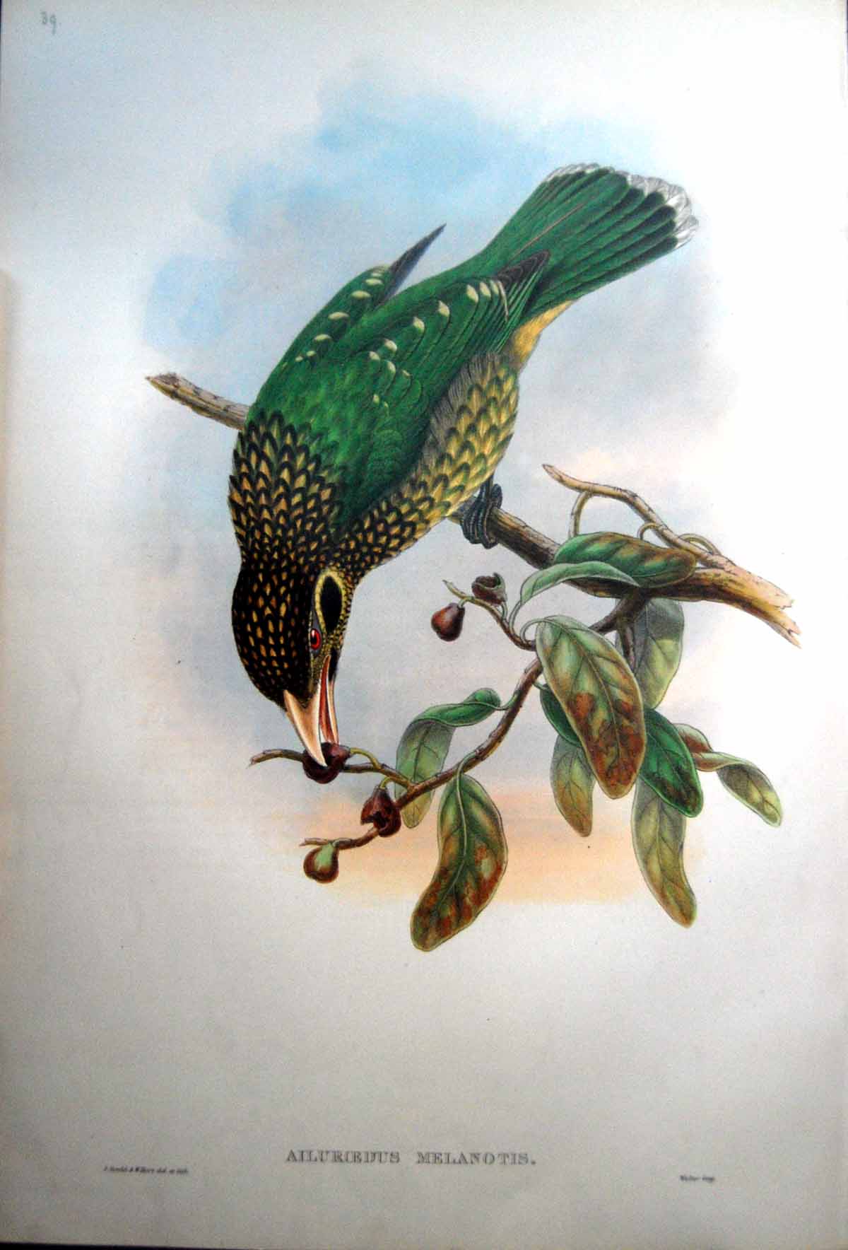 Old Fascimile Black Cheeked Cat Bird John Gould Ailuroedus Melanotis Male Bird