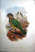 Old Fascimile John Gould Arfak Cat Bird Ailuroedus Arfakianus Arfak Mountains