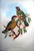 Antique Print Fascimile Barbet Like Cat Bird John Gould Ailuroedus Buccoides Temminck