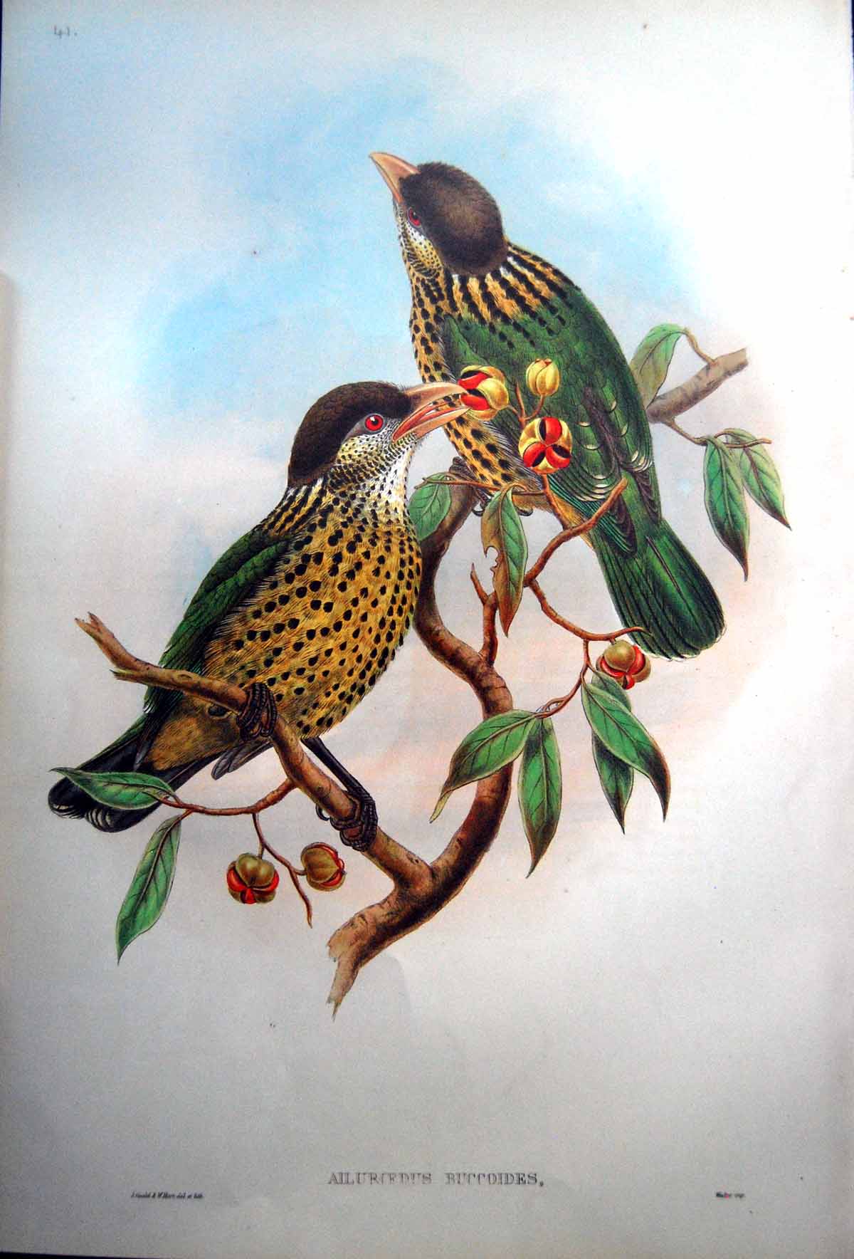 Antique Print Fascimile Barbet Like Cat Bird John Gould Ailuroedus Buccoides Temminck