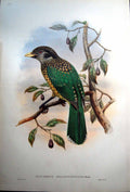 Print Fascimile Aeluroedus Melanocephalus John Gould Black Naped Cat Bird Ramsay Adult Male