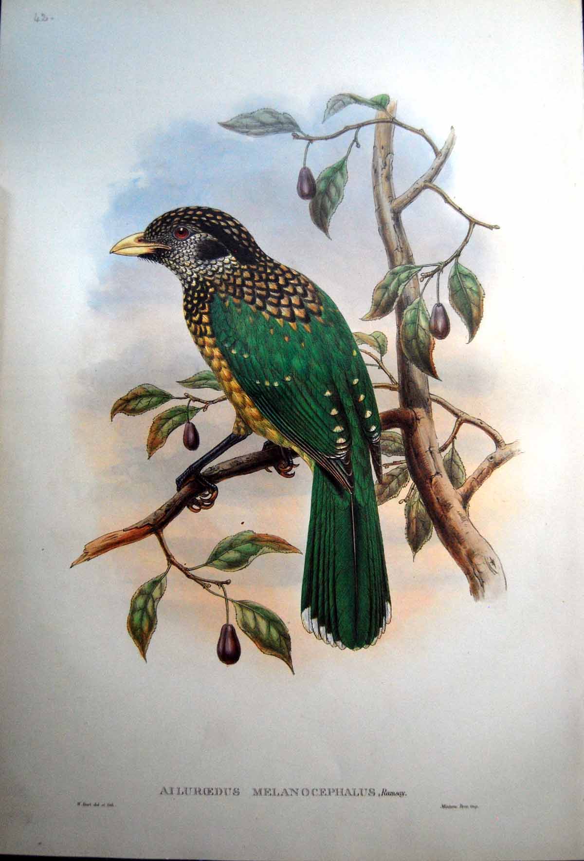 Print Fascimile Aeluroedus Melanocephalus John Gould Black Naped Cat Bird Ramsay Adult Male