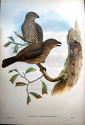 Antique Fascimile Toothed Billed Bower Bird John Gould Scenopoeus Dentirostris Ramsay