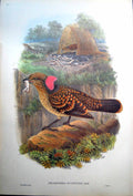 Old Print Fascimile Large Frilled Bower Bird John Gould Chlamydodera Occipitalis Male Nest