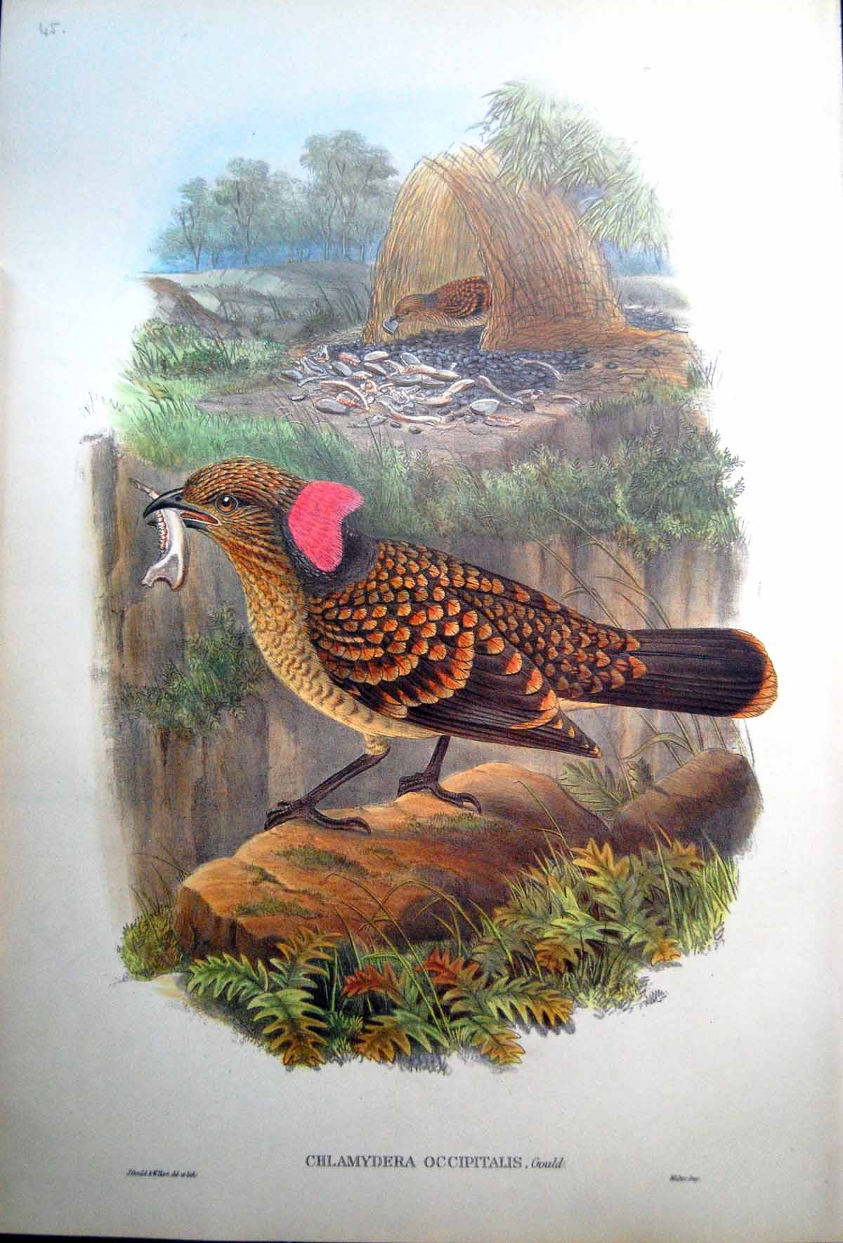 Old Print Fascimile Large Frilled Bower Bird John Gould Chlamydodera Occipitalis Male Nest