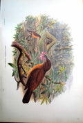 Antique Old Print Fascimile Gardener Bower Bird Amblyornis Inornata John Gould Nest