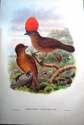 Print Fascimile Orange Crested Bower Bird John Gould Amblyornis Subalaris Sharpe Male Female
