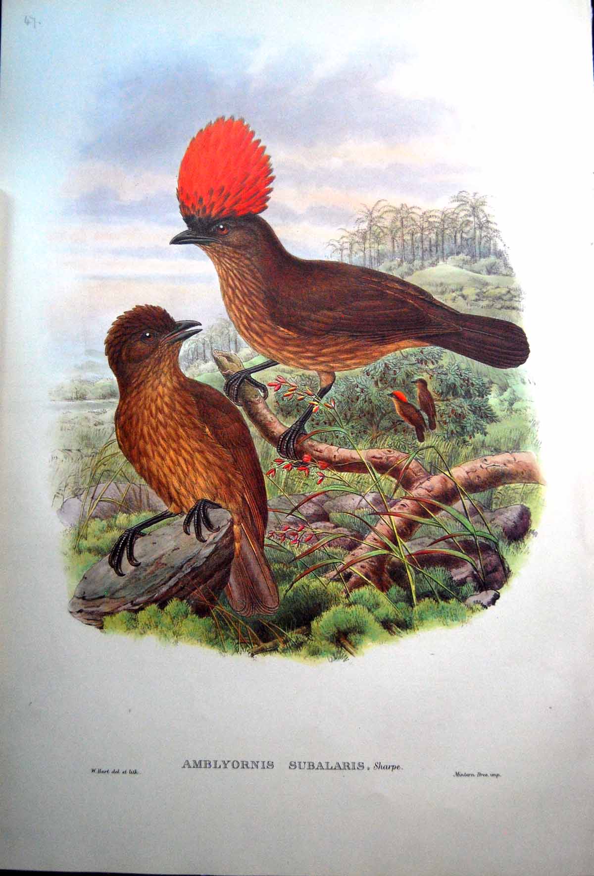 Print Fascimile Orange Crested Bower Bird John Gould Amblyornis Subalaris Sharpe Male Female