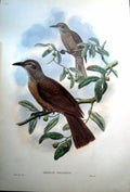 Print Fascimile John Gould Oriolus Decipiens Deceptive Oriole Adult Female Black Feet Bird