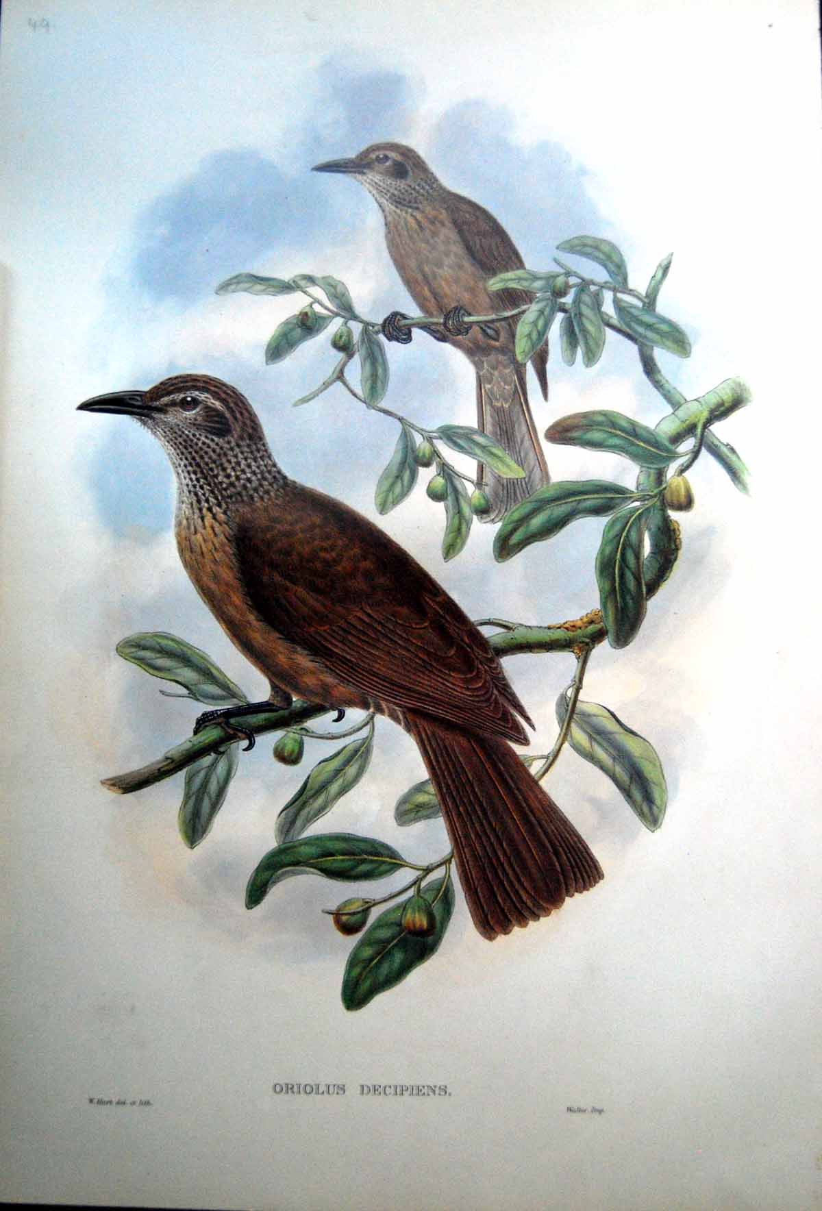 Print Fascimile John Gould Oriolus Decipiens Deceptive Oriole Adult Female Black Feet Bird