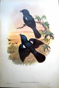 Old Print Fascimile Chaetorhynchus Papuensis Meyer John Gould Arfak Drongo White Spot Bird
