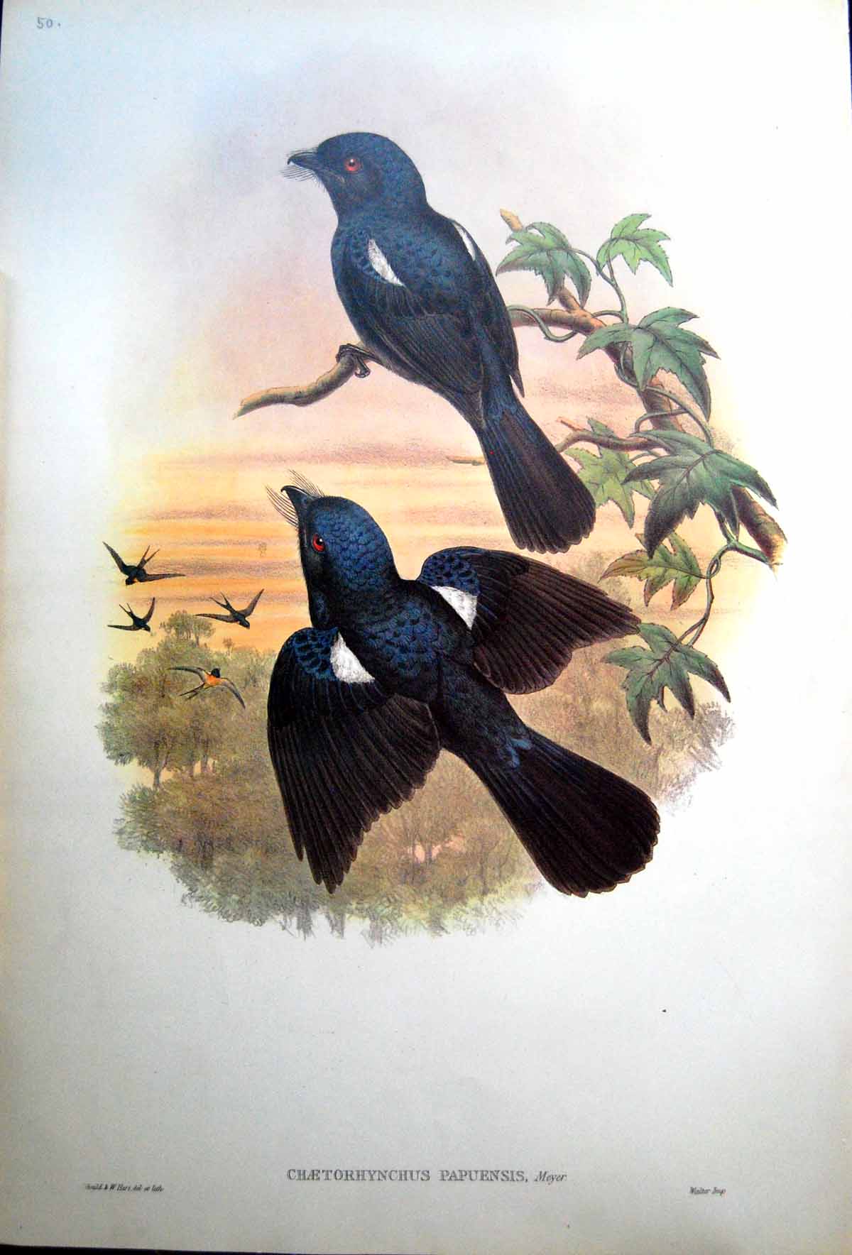 Old Print Fascimile Chaetorhynchus Papuensis Meyer John Gould Arfak Drongo White Spot Bird
