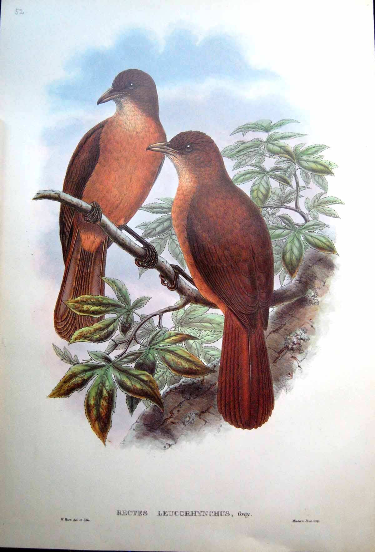 Print Fascimile Adult Male John Gould Rectes Leucorhynchus White Billed Wood Shrike Bird