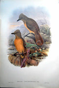 Old Print Fascimile Rectes Cerviniventris Fawn Breasted Adult Bird Wood Shrike John Gould