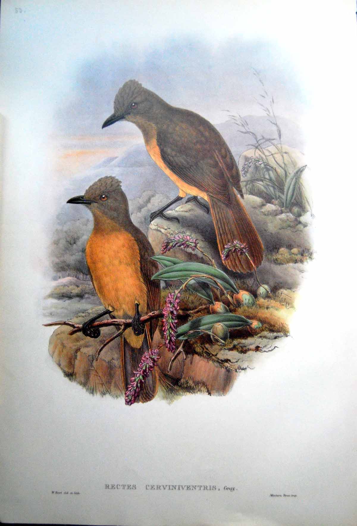 Old Print Fascimile Rectes Cerviniventris Fawn Breasted Adult Bird Wood Shrike John Gould