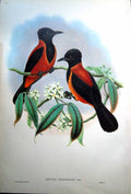 Print Fascimile John Gould Adult Bird Rectes Uropygialis Gray Rufous And Black Wood Shrike