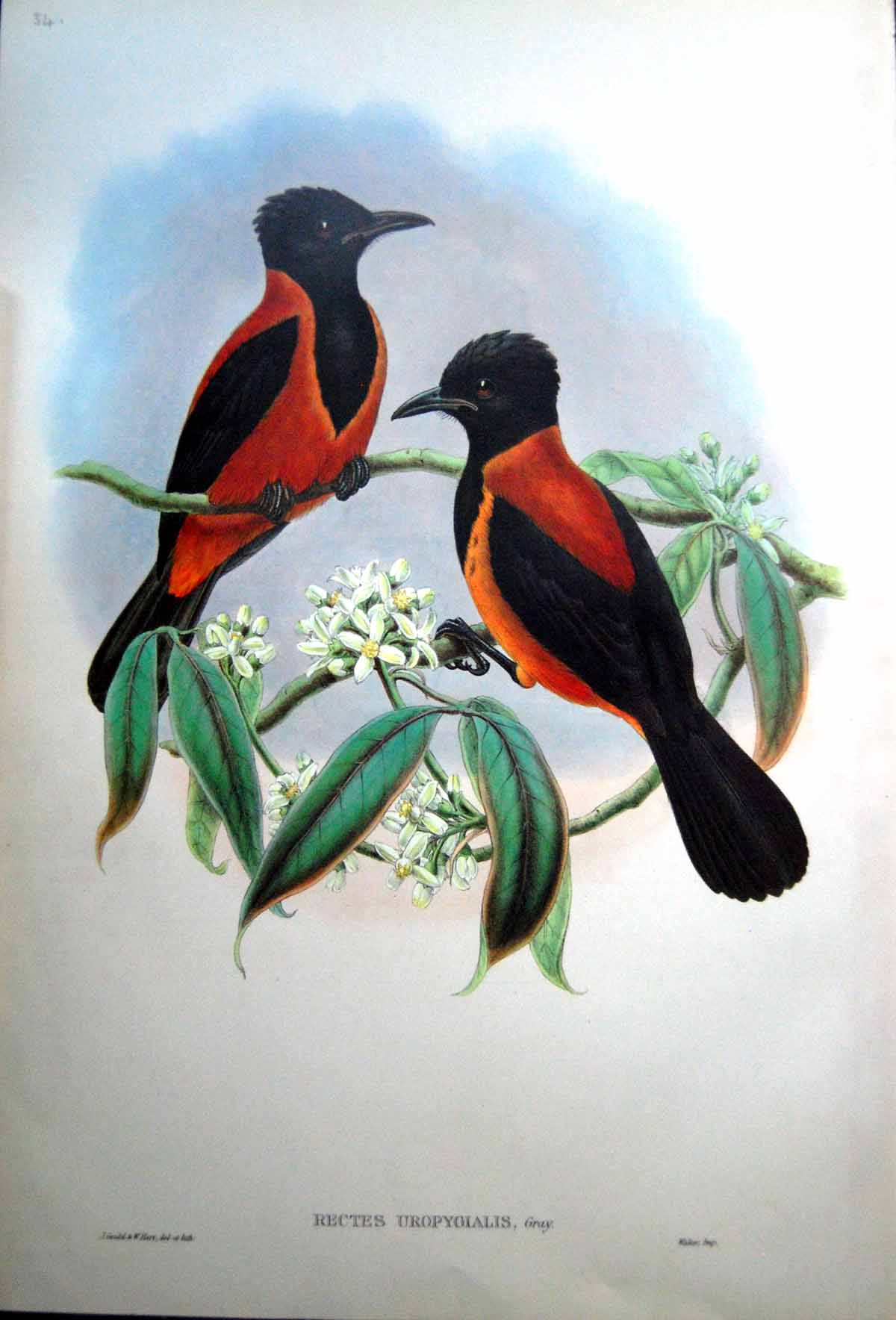 Print Fascimile John Gould Adult Bird Rectes Uropygialis Gray Rufous And Black Wood Shrike