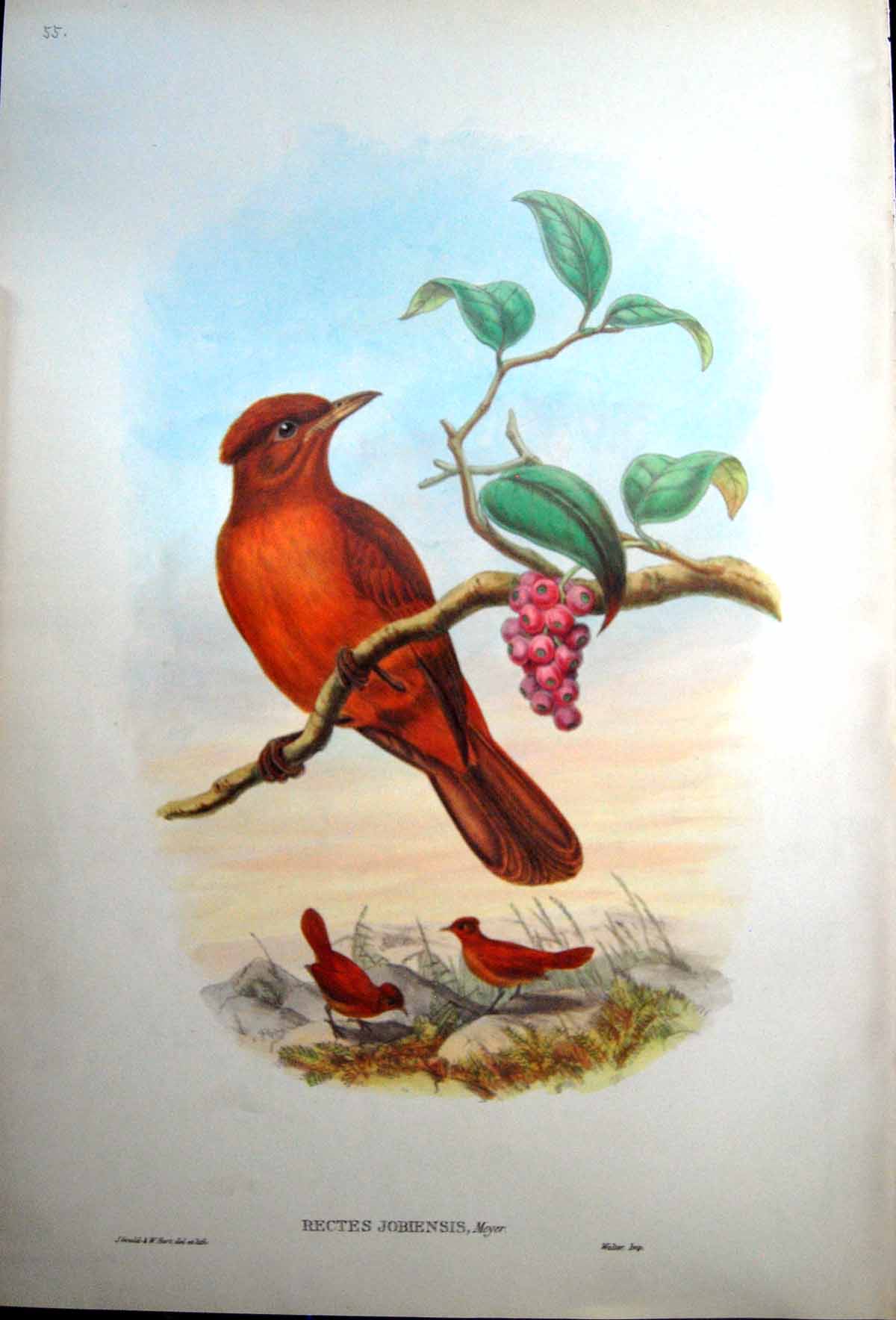 Print Fascimile Rectes Jobiensis Jobi Island Wood Shrike John Gould Adult Female Young Male Bird