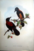 Antique Fascimile Adult Male Rectes Aruensis Aru Island Wood Shrike John Gould Bird