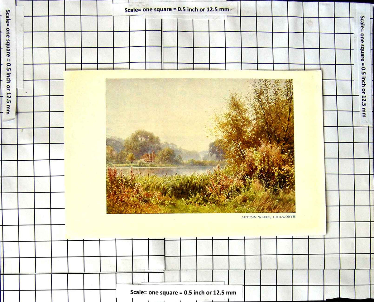 Original Old Vintage Print Autumn Weeds Chilworth C1850-C1930 Colour Victorian