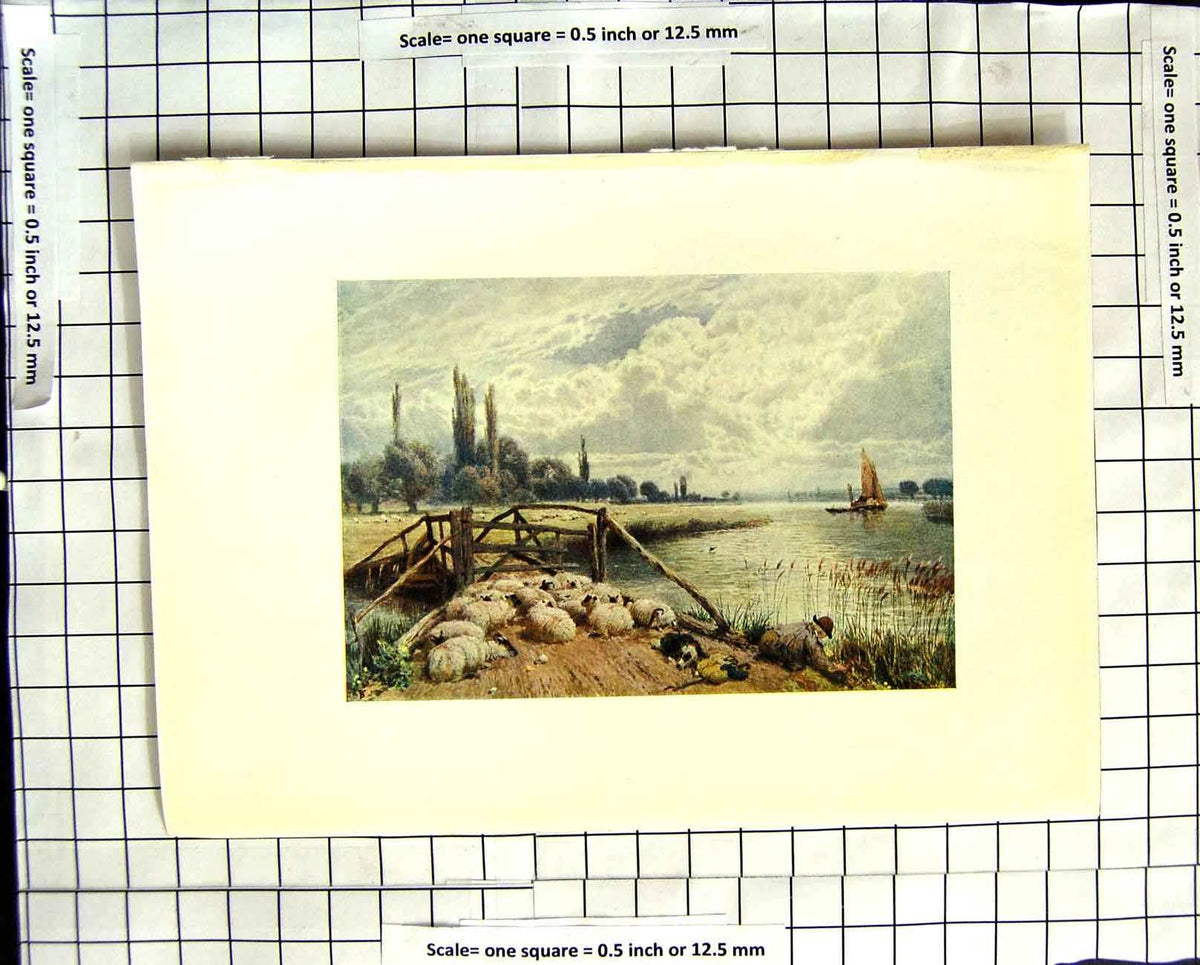 Original Old Antique Print C1907 Colour Plate Morland Scene River Thames Sheep