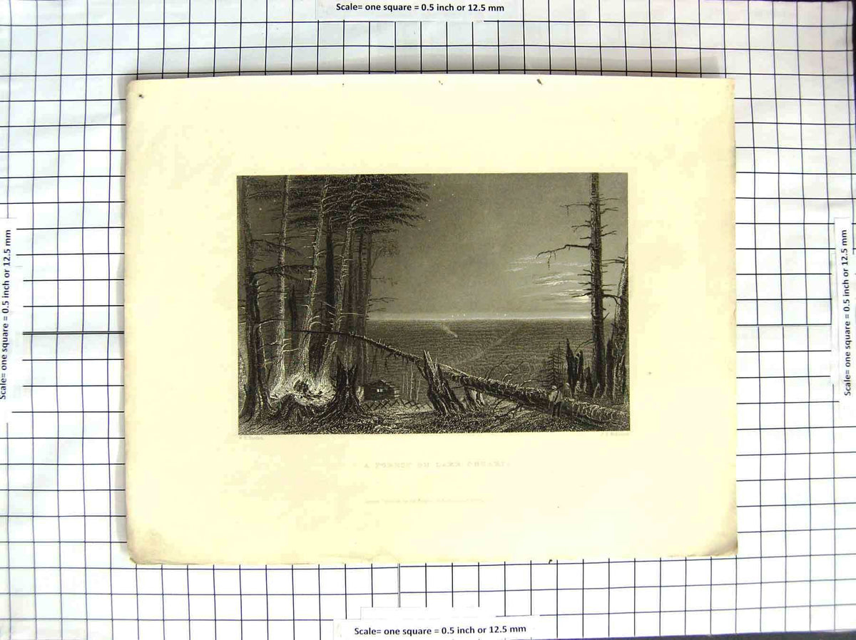 Original Old Antique Print America Bartlett 1838 Forest Lake Ontario Trees 19th