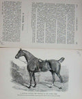Original Old Antique Print Baily'S Magazine 1889 Horse Norfolk Hunter Trotter