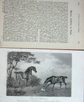 Original Old Antique Print Baily'S Magazine 1889 Horse Hunter Stallions Chalon