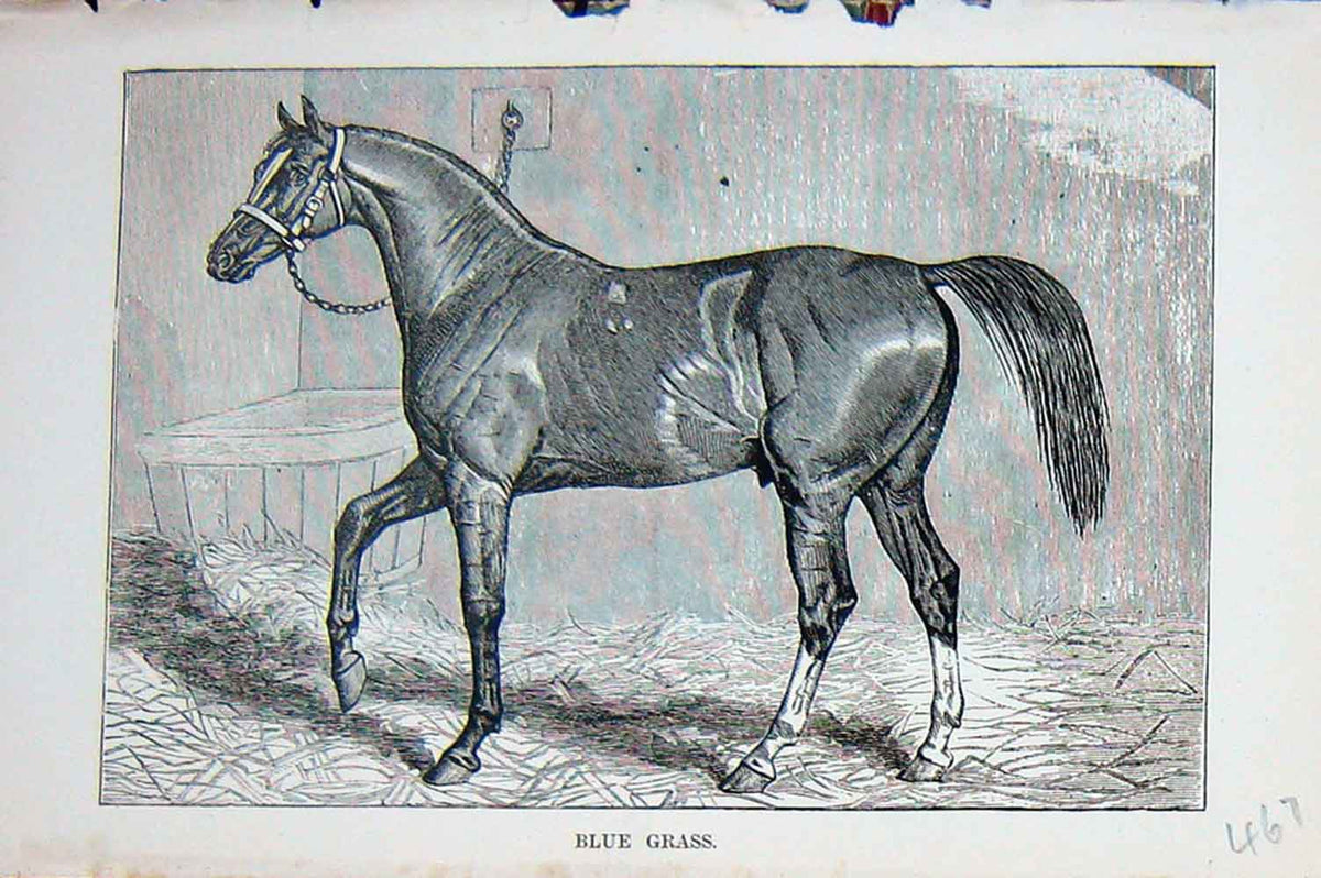 Original Old Antique Print Baily'S Magazine 1889 Horse Blue Grass Sport Animal