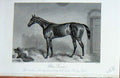 Old Antique Print 1889 Baily'S Magazine Horse Blue Gown Sir Joseph Hawley 19th