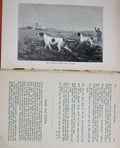 Old Antique Print Baily'S Magazine 1890 Pointers Carlo Carlist Hounds Dog 19th