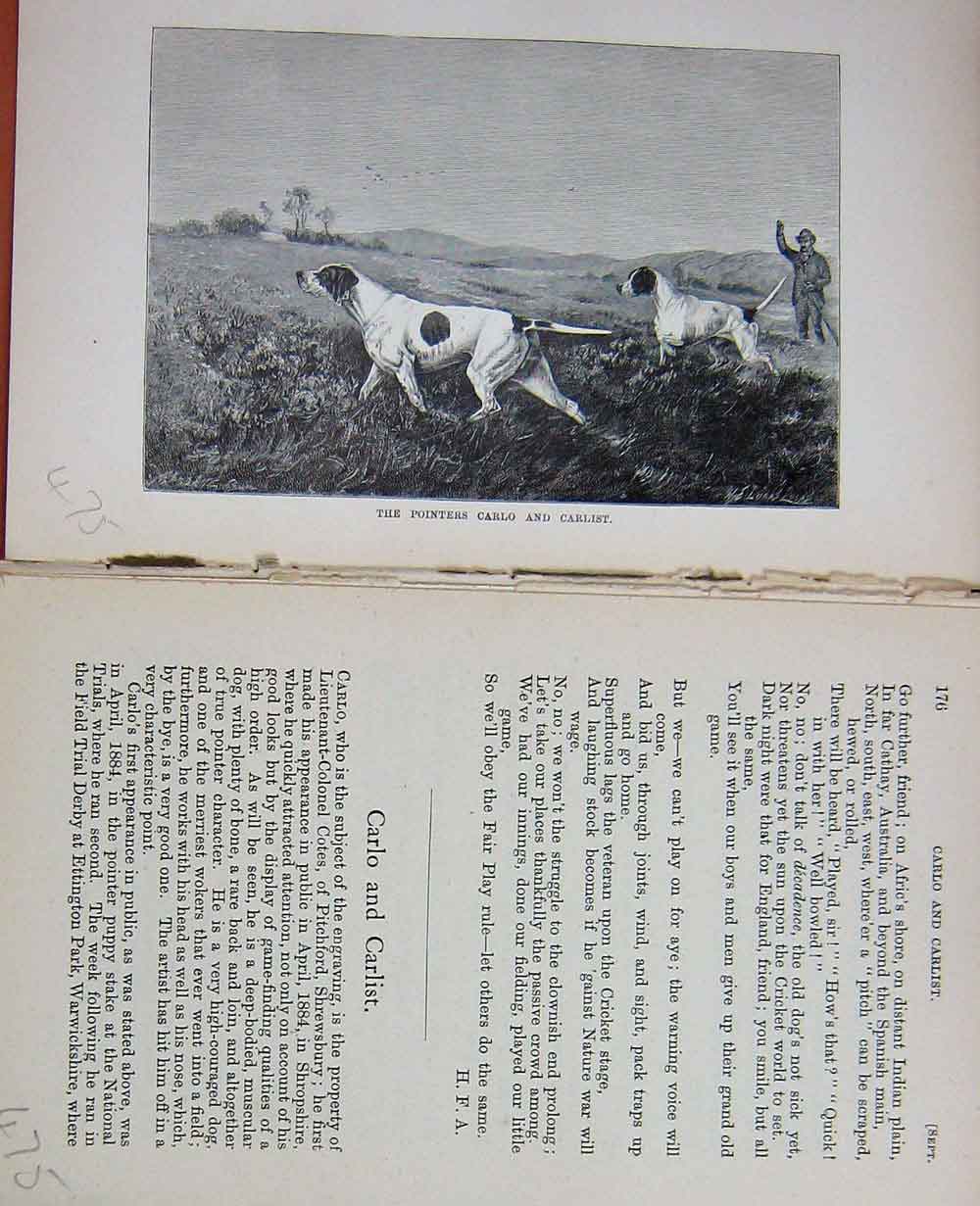 Old Antique Print Baily'S Magazine 1890 Pointers Carlo Carlist Hounds Dog 19th